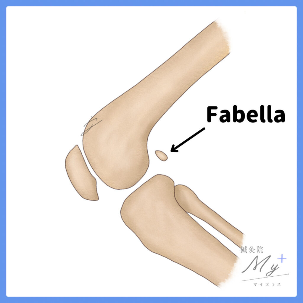 Fabella(ファベラ)
